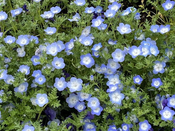 5月の写真